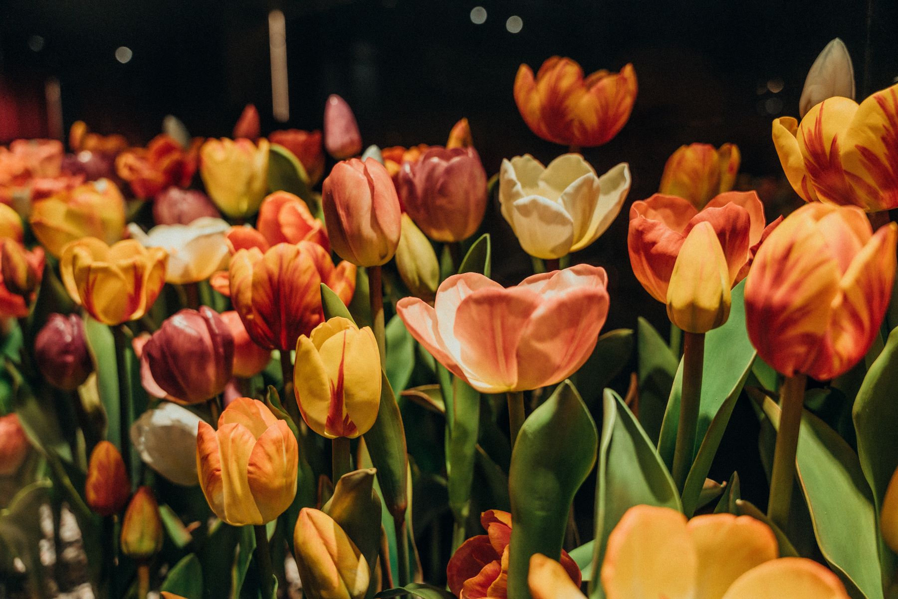 Những đóa hoa tulip rực rỡ, được tạo hình với kích thước gần như thật, tinh xảo đến mức ánh sáng có thể xuyên qua
